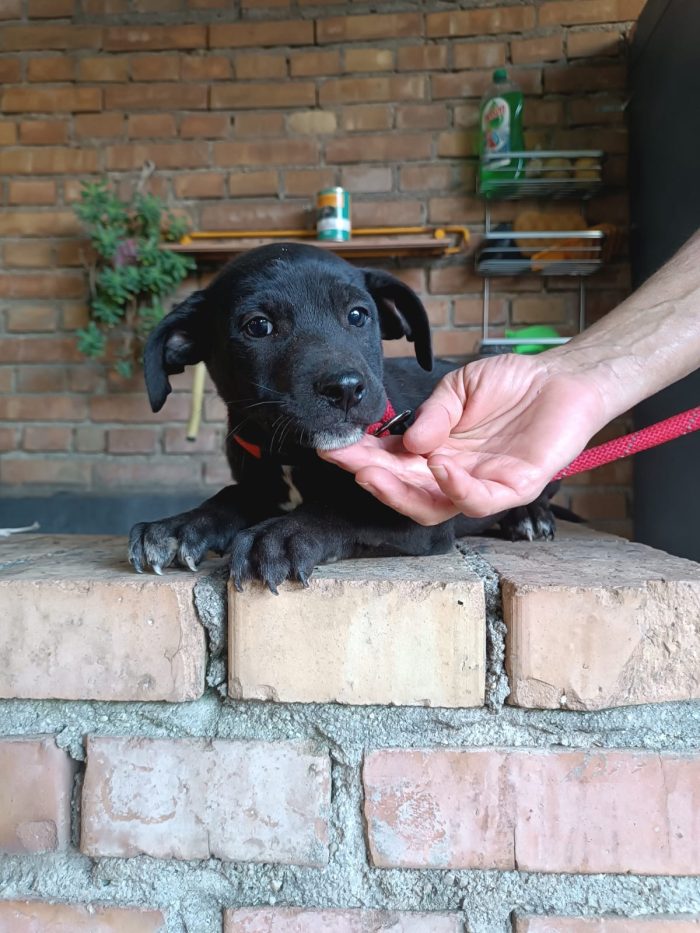Pim meraviglioso dolce cucciolo cerca casa