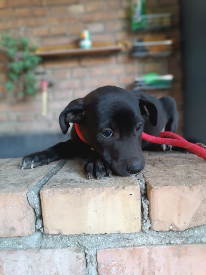 Pim meraviglioso dolce cucciolo cerca casa