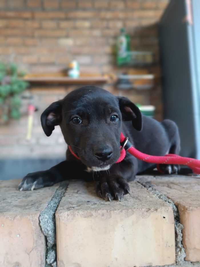 Pim meraviglioso dolce cucciolo cerca casa