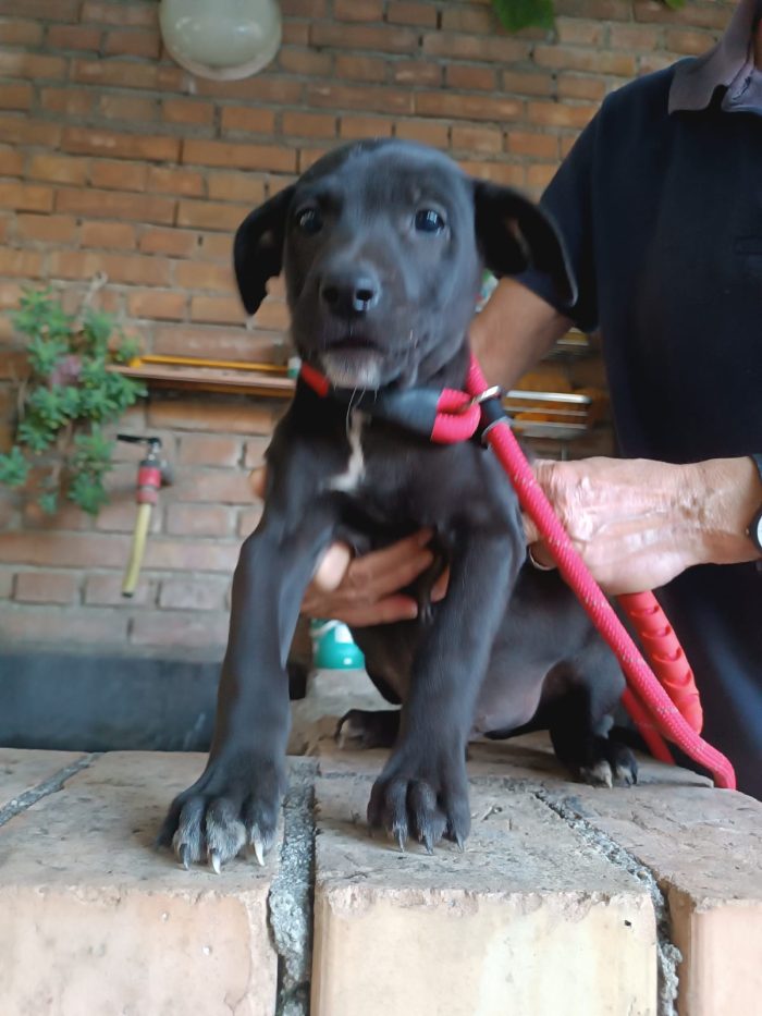 Pim meraviglioso dolce cucciolo cerca casa - media 5