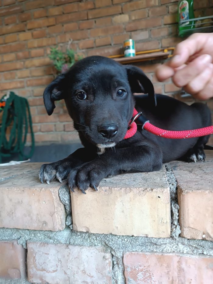 Pim meraviglioso dolce cucciolo cerca casa - media 4