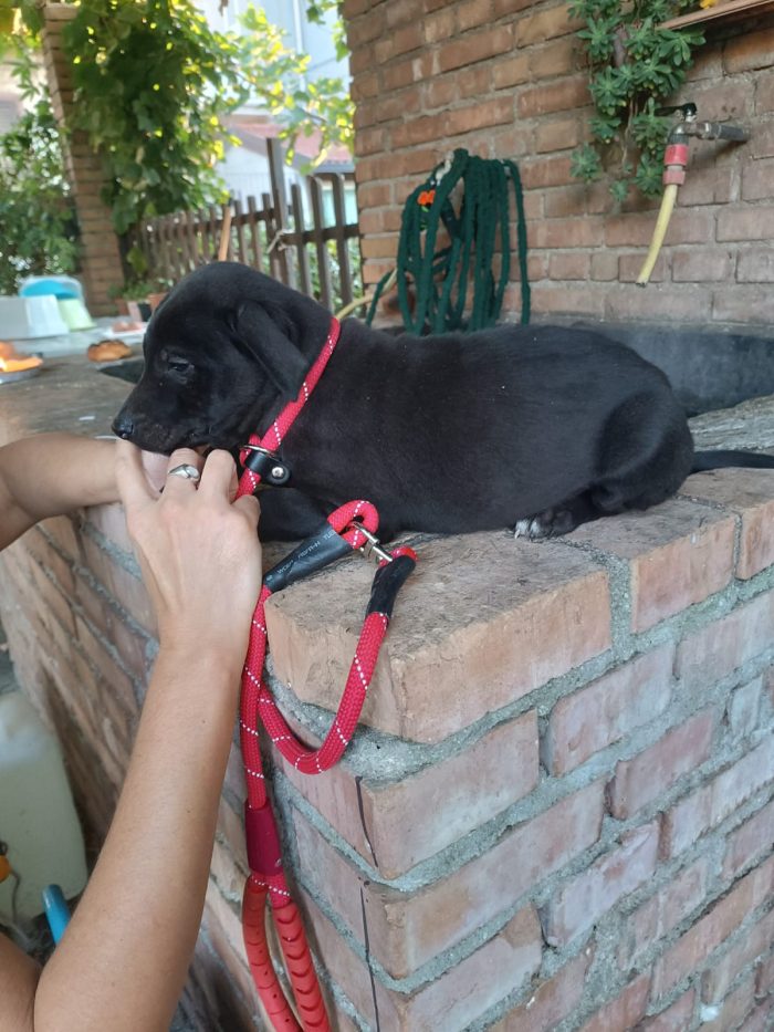 Pim meraviglioso dolce cucciolo cerca casa - media 6
