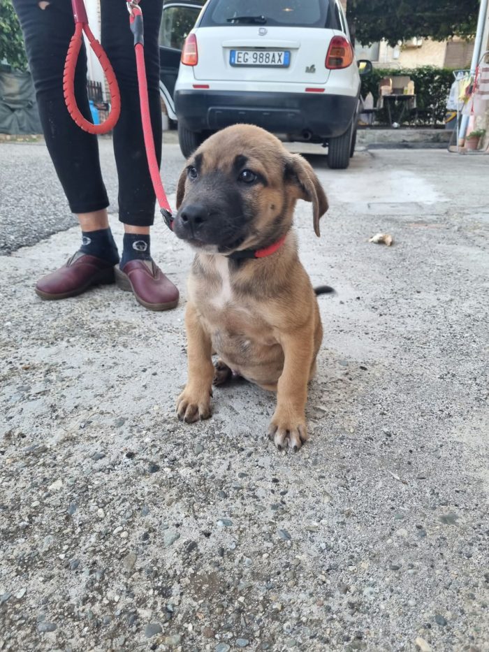 Pascal meraviglioso dolce cucciolo cerca casa