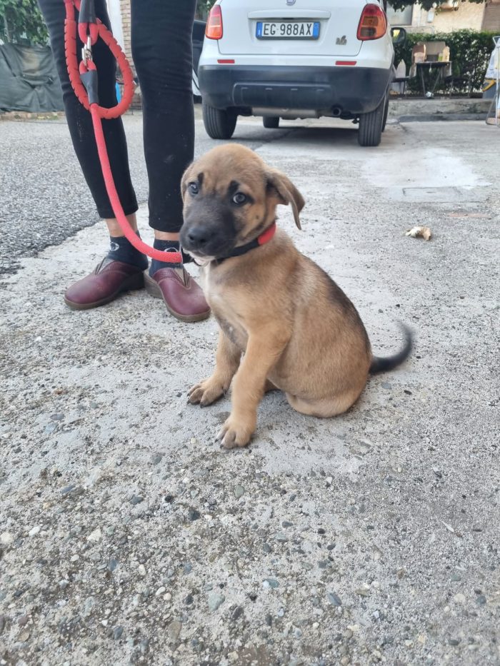 Pascal meraviglioso dolce cucciolo cerca casa