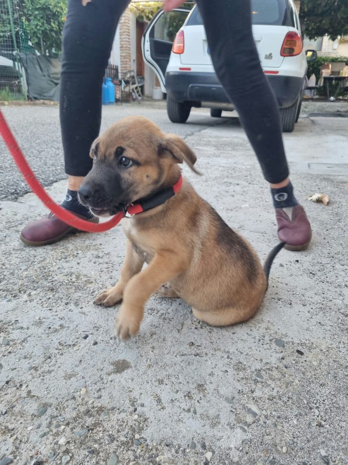 Pascal meraviglioso dolce cucciolo cerca casa