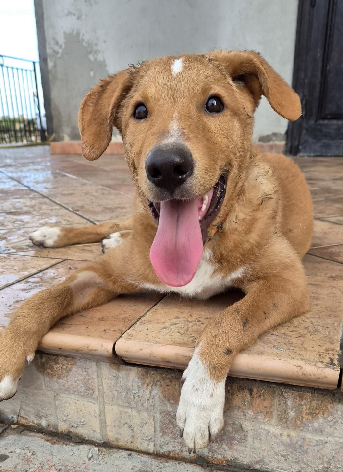 Ivan, cucciolo buonissimo
