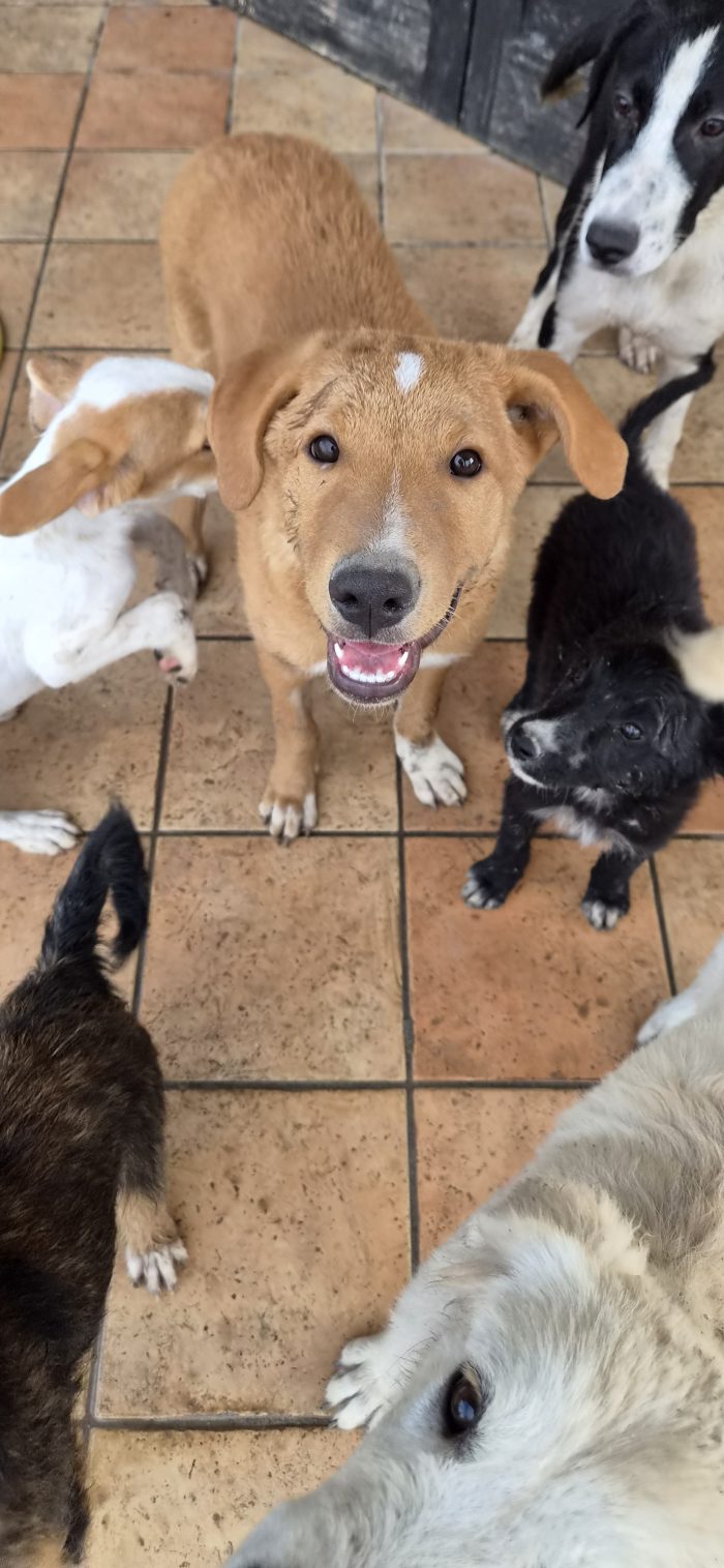 Ivan, cucciolo buonissimo