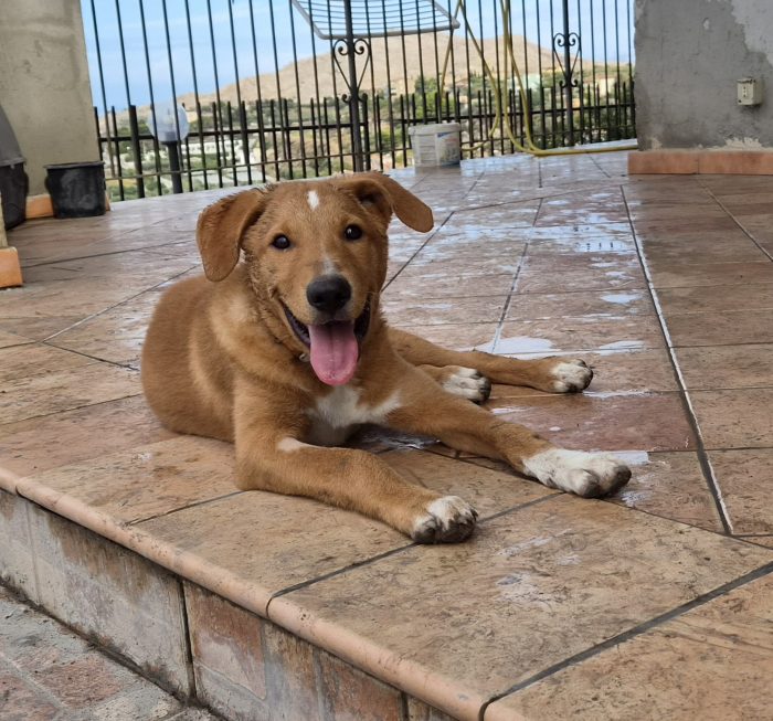 Ivan, cucciolo buonissimo