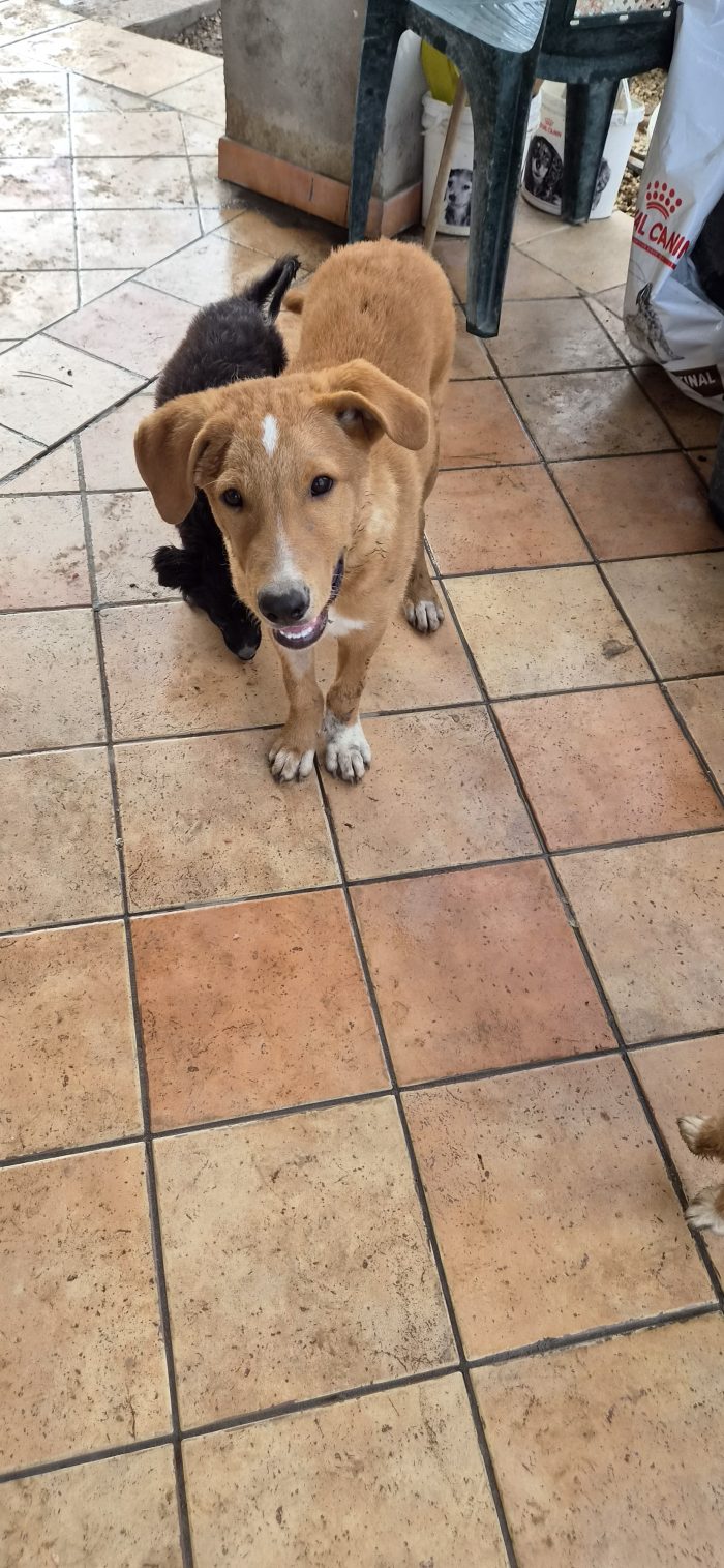 Ivan, cucciolo buonissimo - media 4