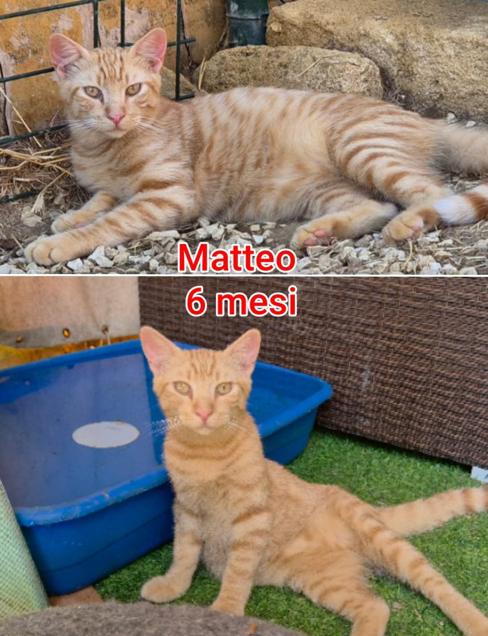 Telefona per un micio - media 7