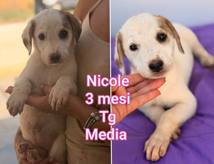 Siamo sommerse dai cuccioli - media 4