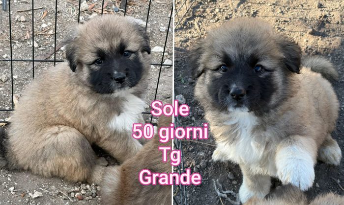 Siamo sommerse dai cuccioli - media 7