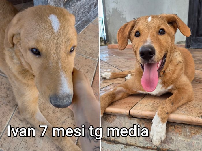 Siamo sommerse dai cuccioli - media 9