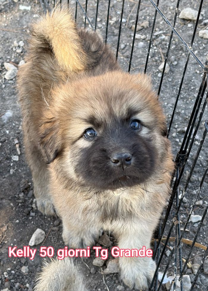 Cuccioli: URGENTI ADOZIONI