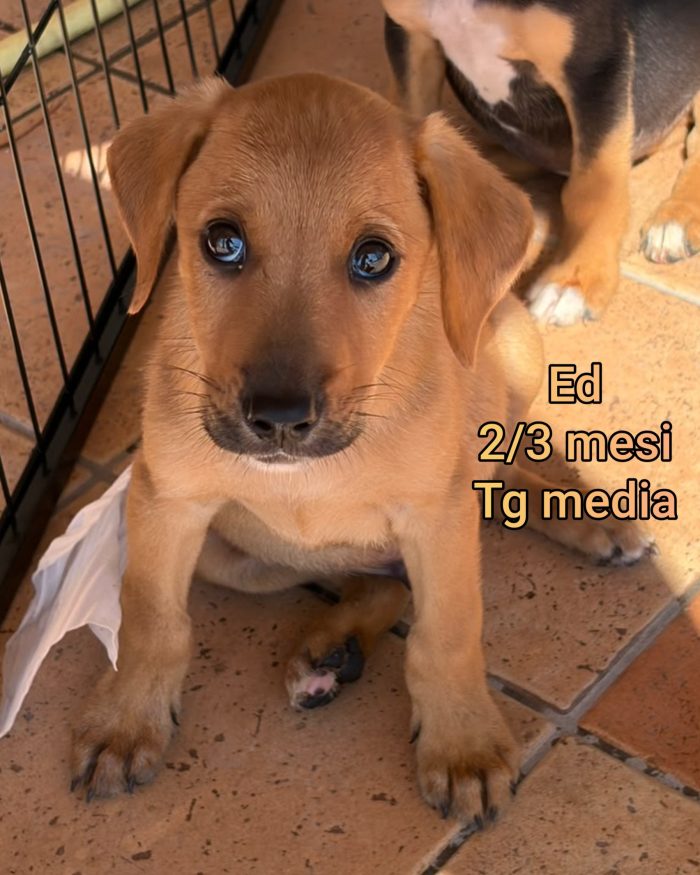 Cuccioli: URGENTI ADOZIONI - media 4