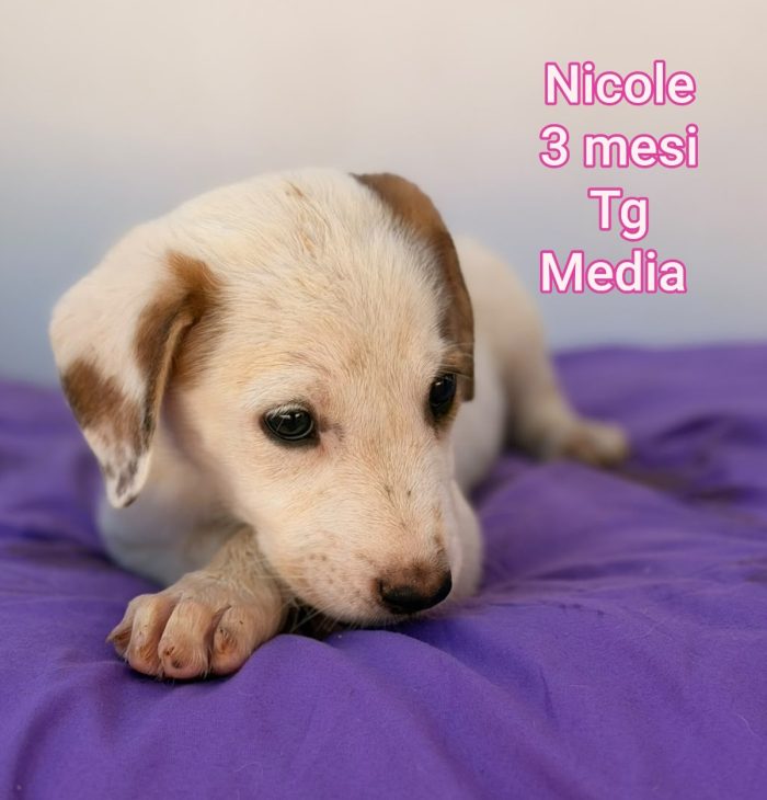 Cuccioli: URGENTI ADOZIONI - media 6