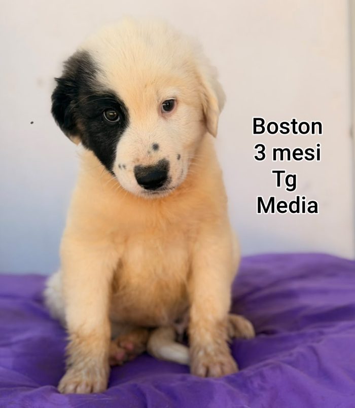 Cuccioli: URGENTI ADOZIONI - media 5
