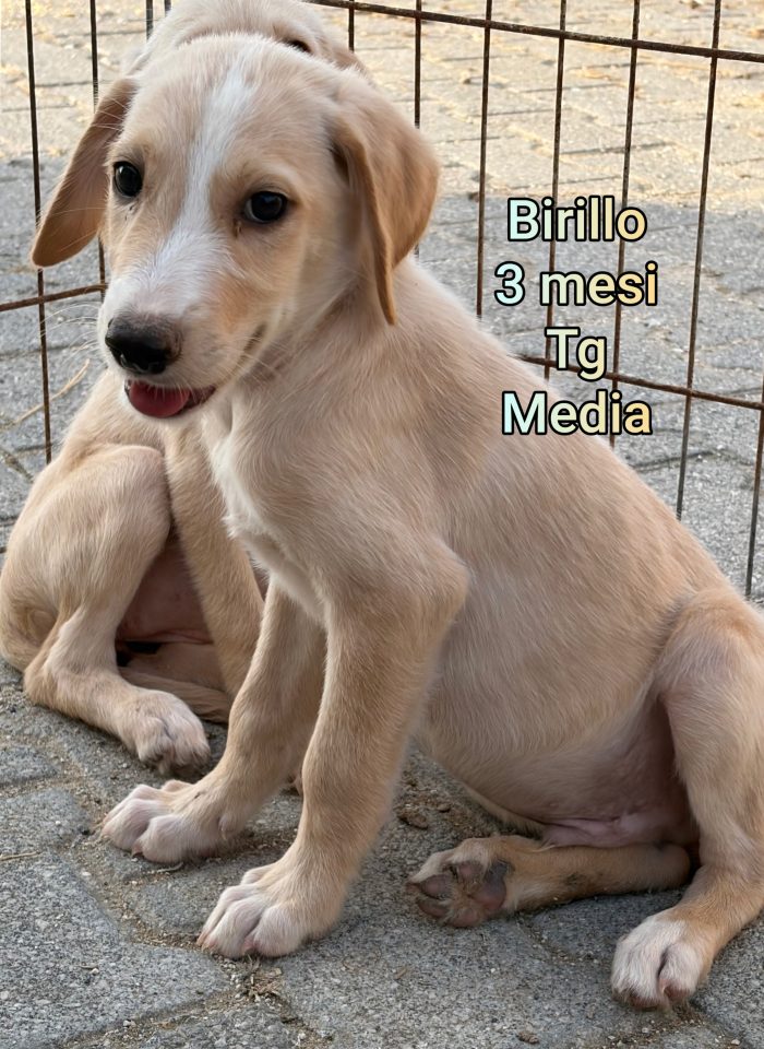 Cuccioli: URGENTI ADOZIONI - media 10