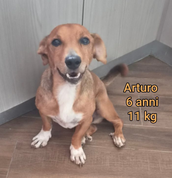 Cani taglia contenuta