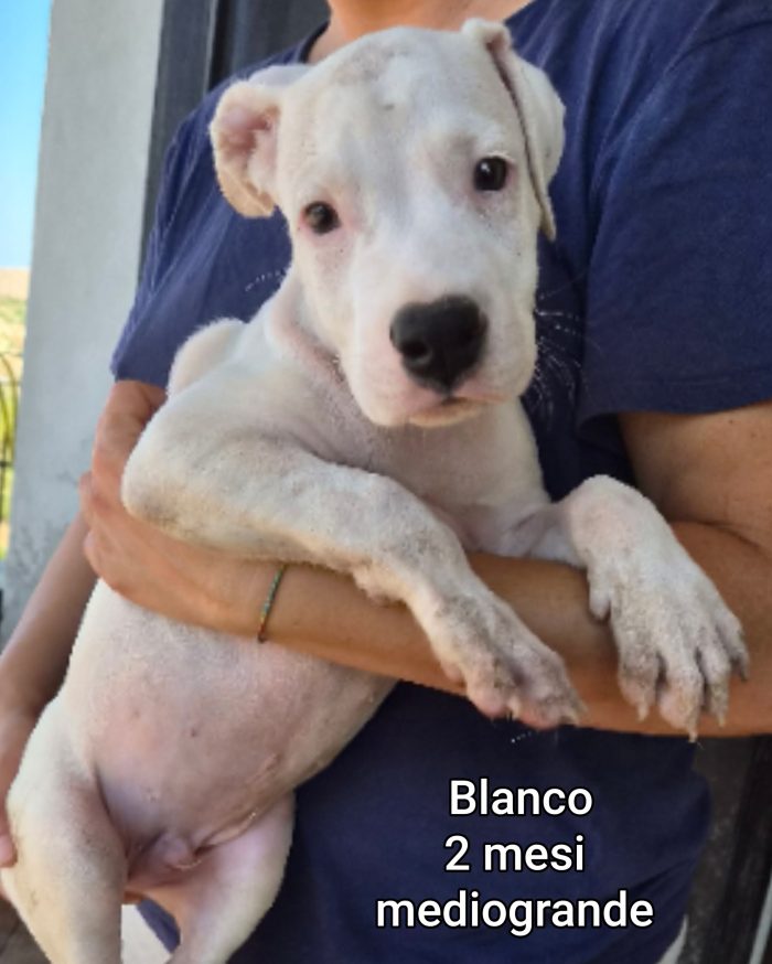 Blanco, cucciolo simil dogo argentino