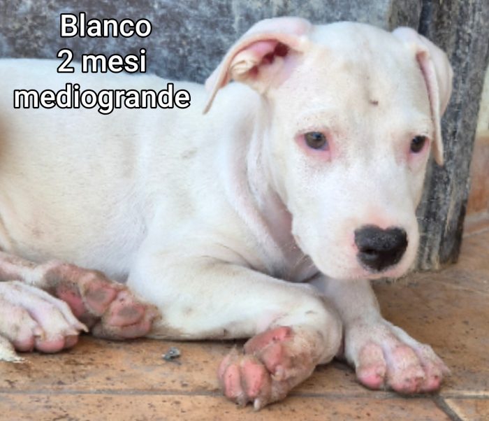 Blanco, cucciolo simil dogo argentino