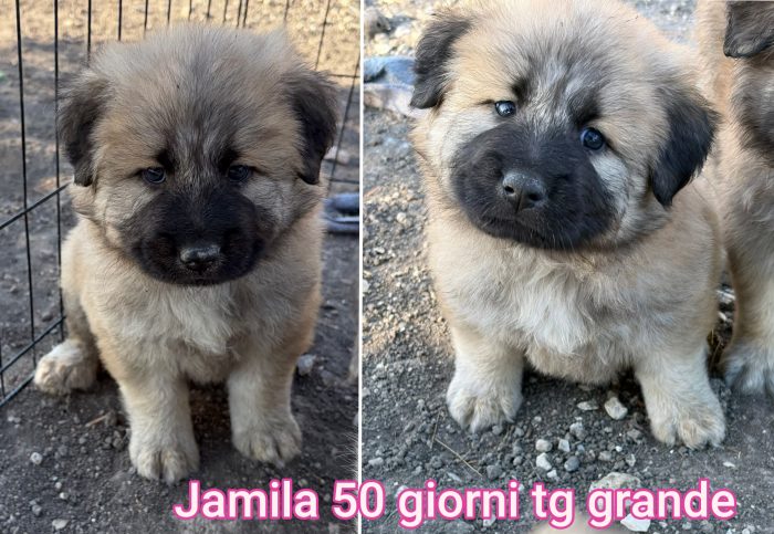 Tenerissimi cuccioli dai 60 giorni