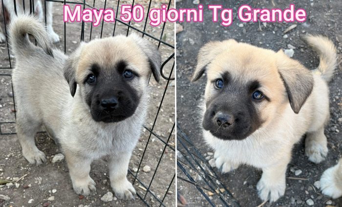 Tenerissimi cuccioli dai 60 giorni