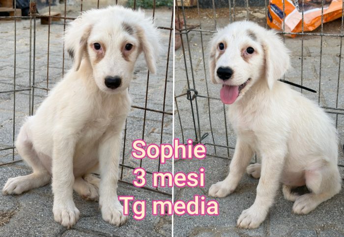 Tenerissimi cuccioli dai 60 giorni - media 4