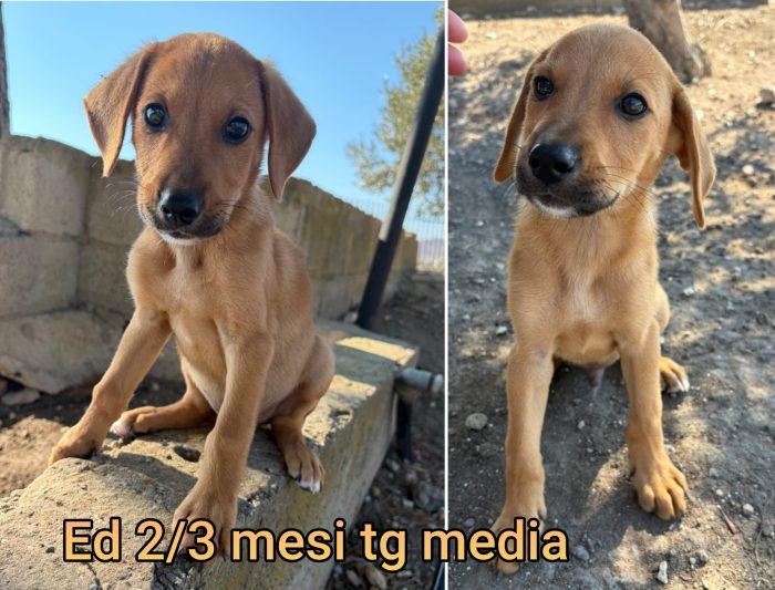 Tenerissimi cuccioli dai 60 giorni - media 7