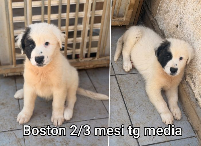 Tenerissimi cuccioli dai 60 giorni - media 8