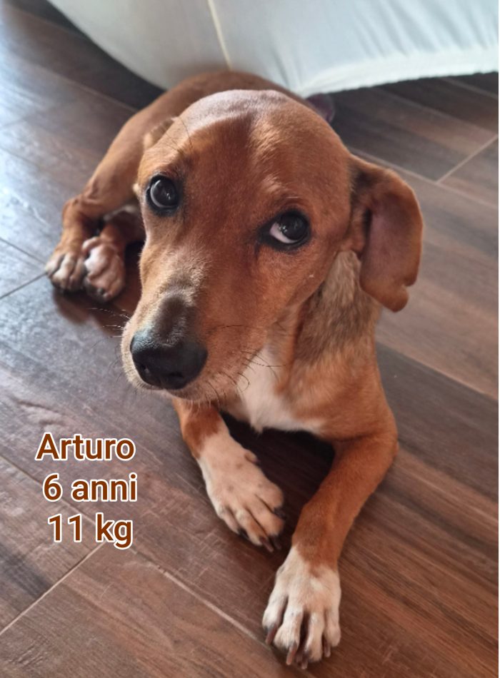 Cagnolini taglie small