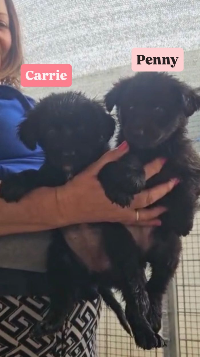 Carrie e Penny splendide sorelline cercano casa