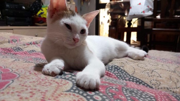 NIKITA, dolce gattina in adozione - media 4