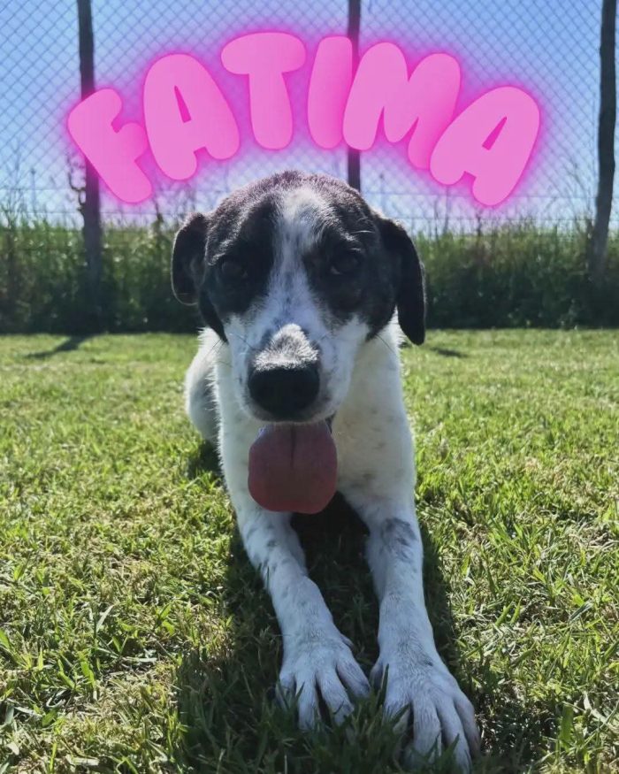 Fatima, cucciola strepitosa cerca famiglia
