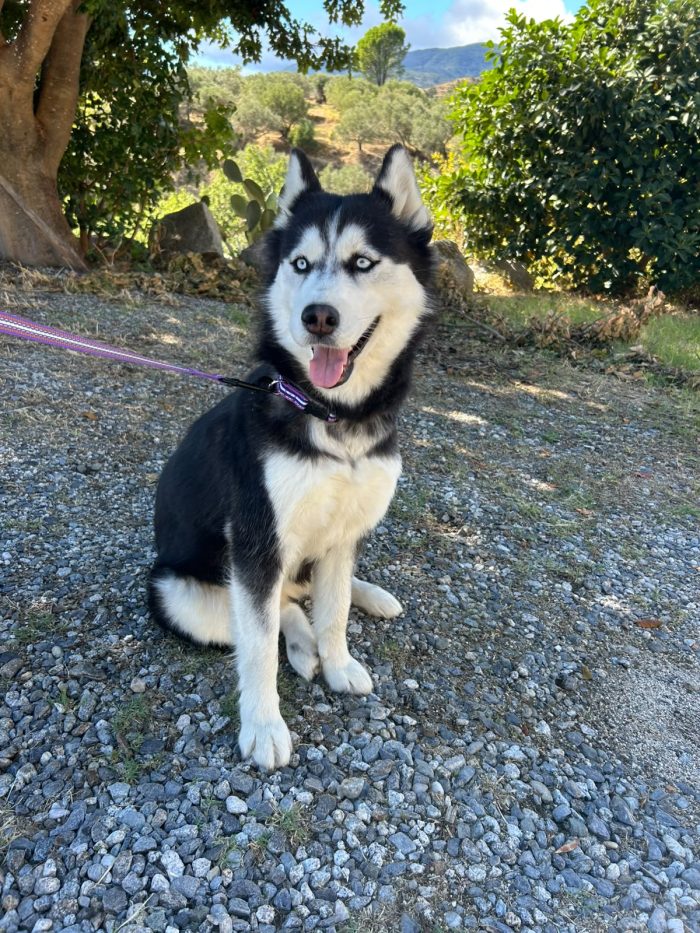 Sally, husky di 2 anni taglia media