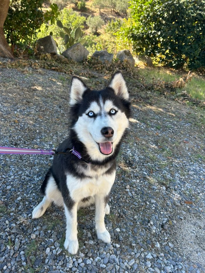 Sally, husky di 2 anni taglia media