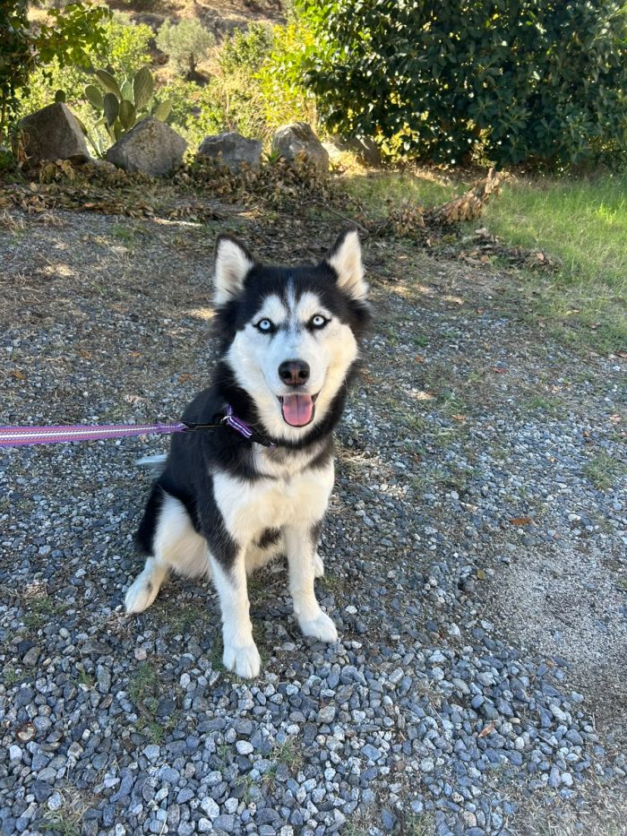 Sally, husky di 2 anni taglia media