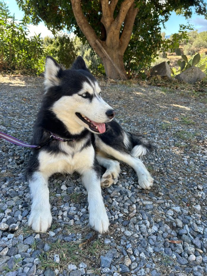 Sally, husky di 2 anni taglia media - media 4