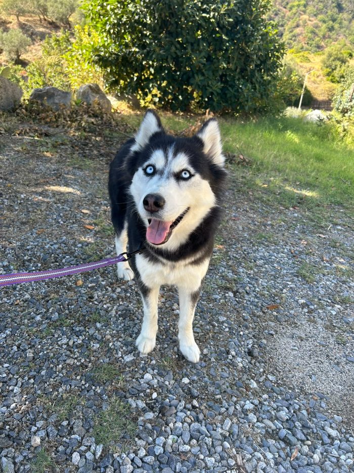 Sally, husky di 2 anni taglia media - media 5