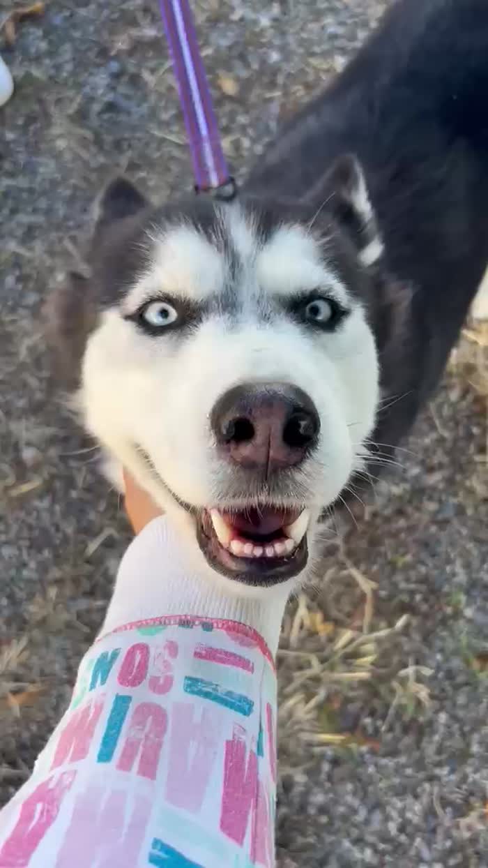 Sally, husky di 2 anni taglia media - media 7