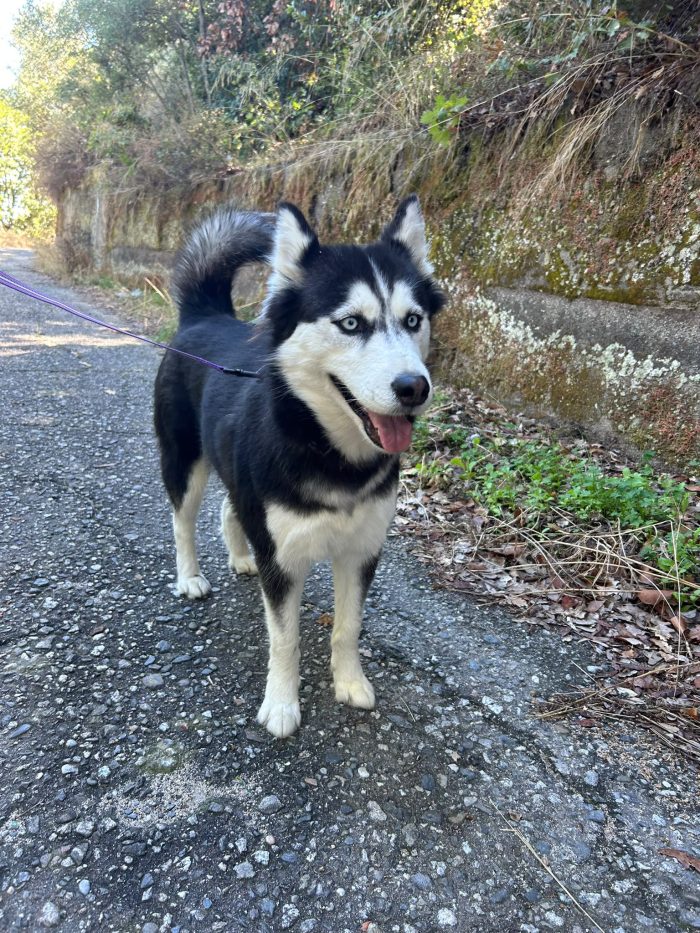 Sally, husky di 2 anni taglia media - media 6