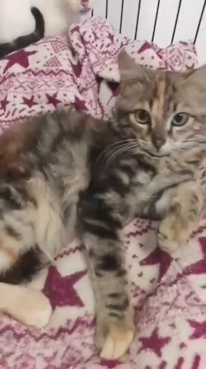 Cuccioli a Meringa