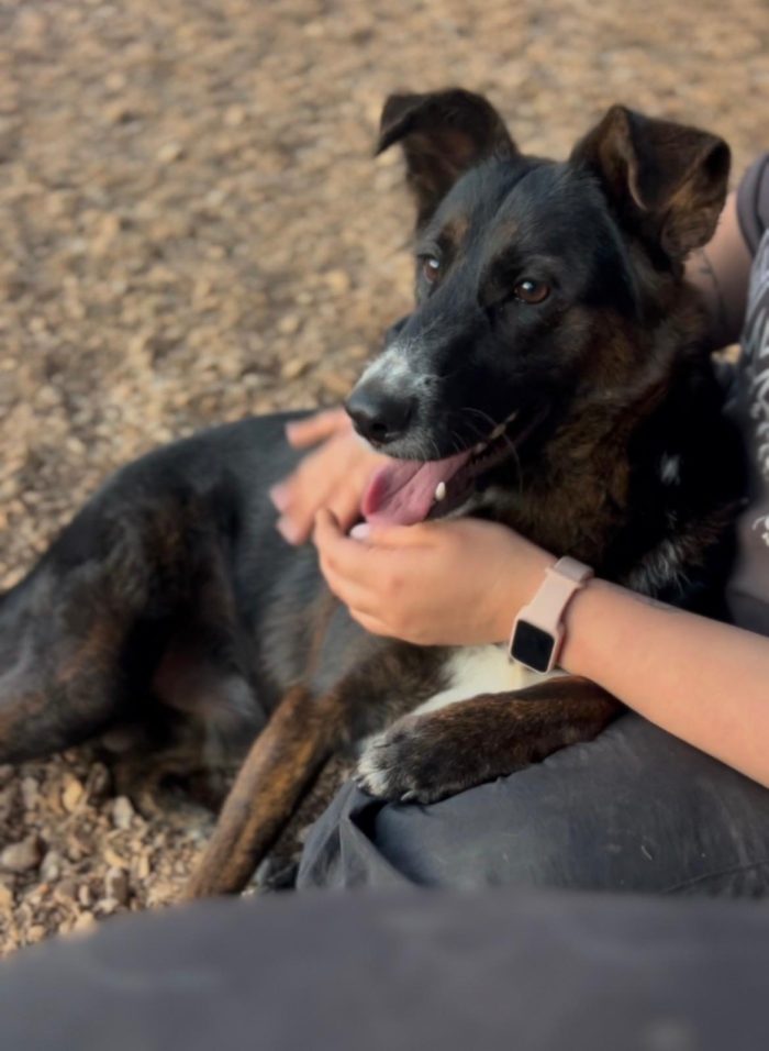 Jordan, cucciolotto simil pastorino