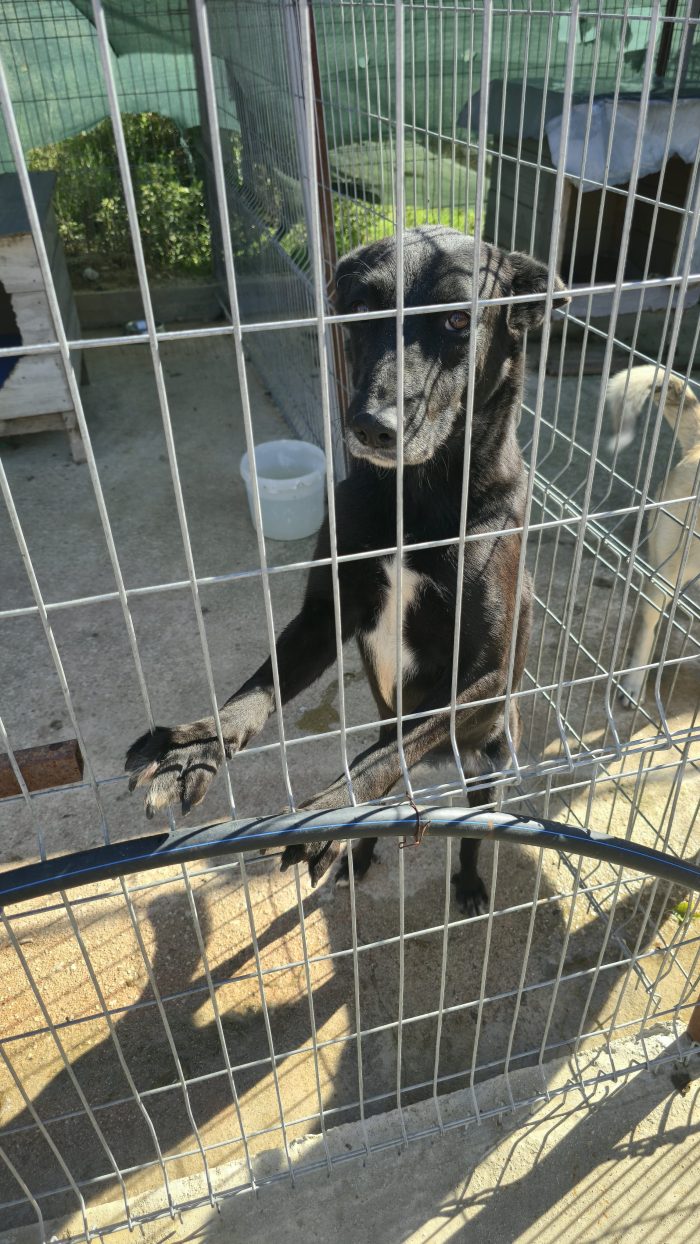 Abbandonato da chi doveva amarlo per sempre