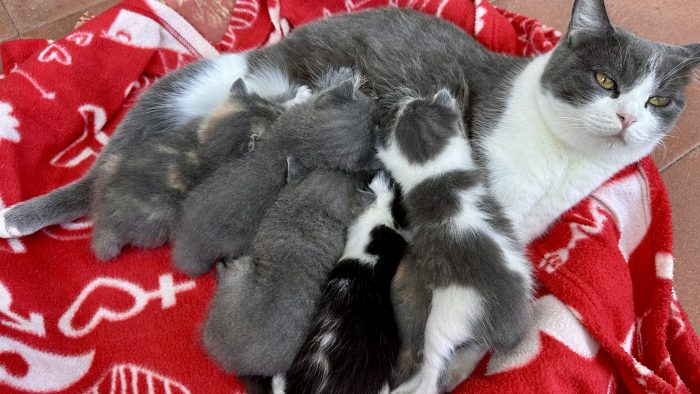 Dolcissimi gattini di 1 mese e 7 mesi nati dalla stessa mamma