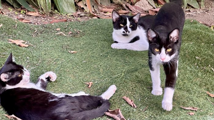 Dolcissimi gattini di 1 mese e 7 mesi nati dalla stessa mamma