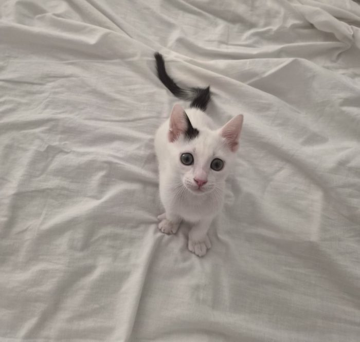 Dolce gattino neanche 2 mesi