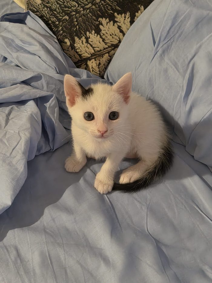 Dolce gattino neanche 2 mesi