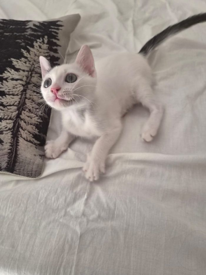 Dolce gattino neanche 2 mesi