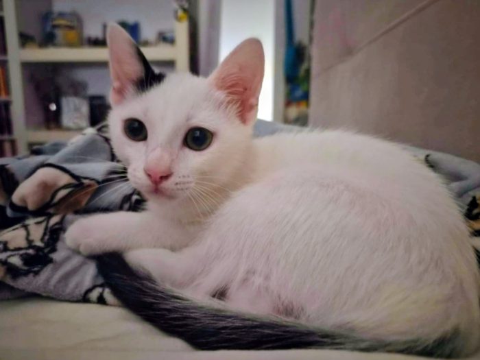 Dolce gattino neanche 2 mesi - media 5
